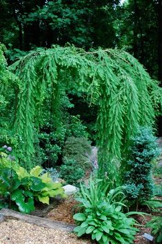 a lush green forest filled with lots of trees and plants on top of gravel ground