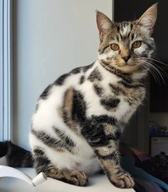 a cat sitting on top of a table next to a window