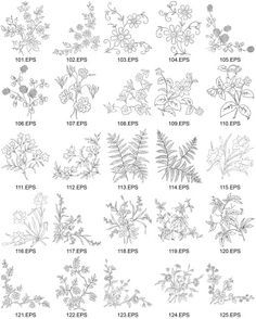 the different types of flowers and plants that are drawn in pencil on white paper with black ink