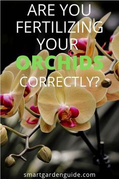 an orchid with the words are you fertilizing your orchids correctly?