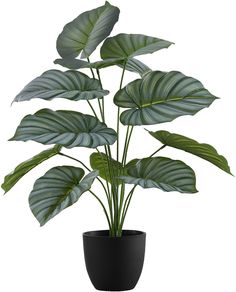 a potted plant with large green leaves