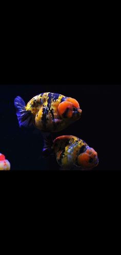 three colorful fish swimming in an aquarium with dark water and no one on the bottom