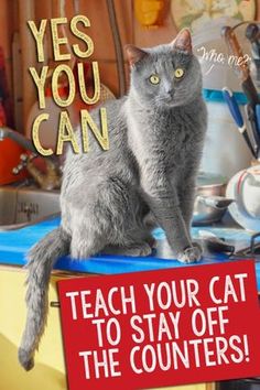 a gray cat sitting on top of a counter next to a sign that says, yes you can teach your cat to stay off the counters