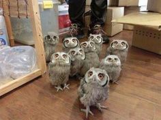 several small owls sitting on top of a wooden floor