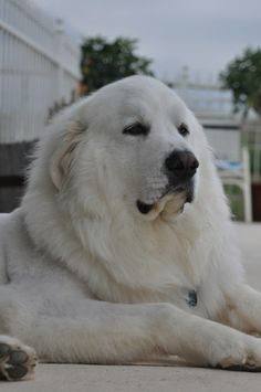 a large white dog laying on the ground