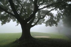 a large tree in the middle of a foggy field