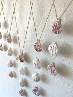 several seashells are hanging on the wall