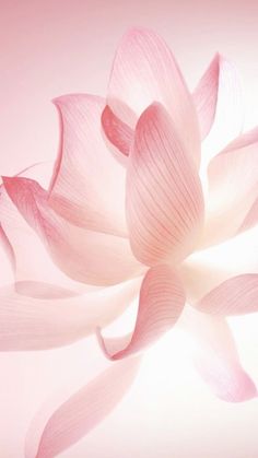 a large pink flower is shown in the middle of an image with white petals on it