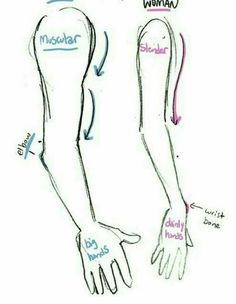 the arm and wrist muscles are labeled in blue ink, which shows how to draw them