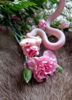 a pink snake is on top of some flowers