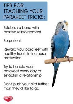 a blue parakeet sitting on top of a wooden stick with the caption tips for teaching your parakeet tricks