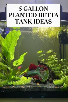 there is a fish in the tank with plants and rocks around it that says 5 gallon planted betta tank ideas