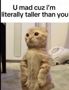 a cat standing on its hind legs with the caption that reads, u mad cuz'm literally taller than you