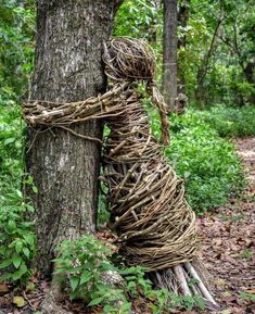 a vine wrapped around a tree in the woods