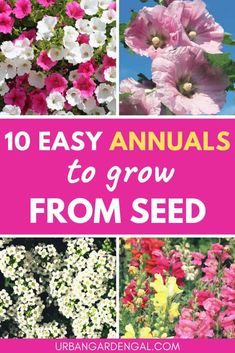 flowers with the words 10 easy annuals to grow from seed in pink and white