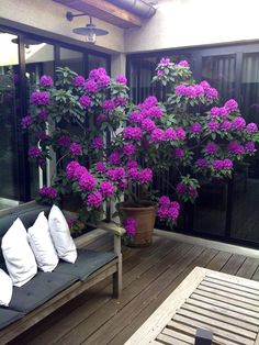 purple flowers are blooming on the back porch