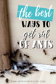 the best ways to get rid of ants