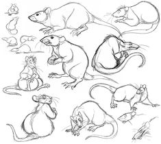 several different types of mouses are shown in this drawing