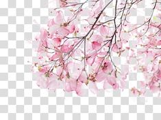 pink flowers are hanging from the branches of trees, transparent background png clipart