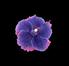 a purple flower is shown against a black background