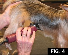 Yorkie: Short Trim | Groomer to Groomer - Pet Grooming News, Stories, and Videos Pet Grooming Salon