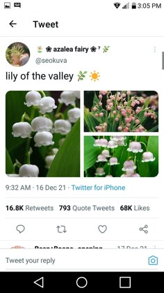 tweet for instagram screenshots with flowers and plants in the background