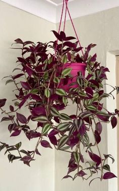 a potted plant hanging from a ceiling in a room with white walls and purple accents