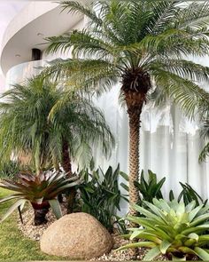 there is a palm tree in the middle of this garden