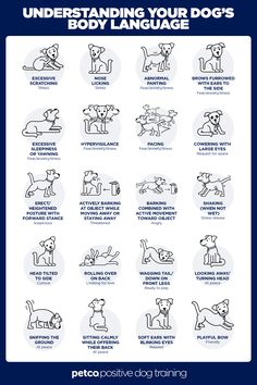 an illustrated poster with instructions on how to use the dog's language for training