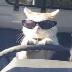 a cat wearing sunglasses sitting in the back of a car