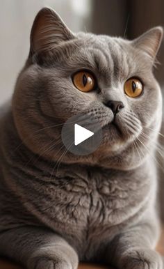 a grey cat sitting on top of a wooden table