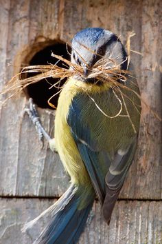 a blue and yellow bird sitting on top of a wooden structure