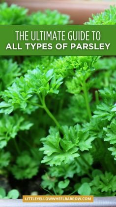 the ultimate guide to all types of parsley in your garden or potted plant