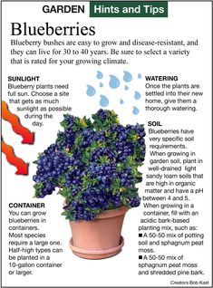 a blueberry bush is growing in a pot with instructions on how to grow it