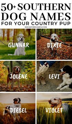 the names of dogs that are in different languages, and with pictures of them on them