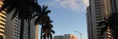 palm trees line the street in front of tall buildings