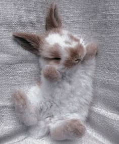 a small white and brown rabbit laying on it's back