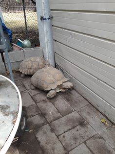 two large tortoises sitting on the ground next to a building