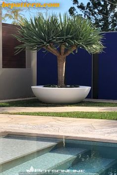 a potted plant sitting in the middle of a pool