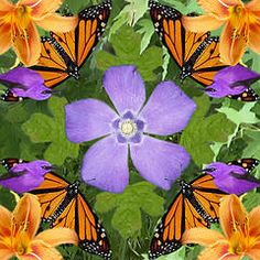 a group of orange and purple flowers with monarch butterflies on the petals, all surrounded by green leaves