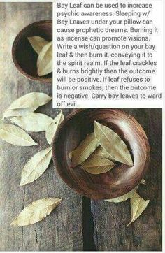 Magick Spells, Magical Herbs, Witch Spell, Bay Leaf, Bay Leaves