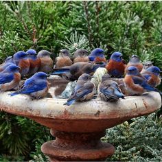 a flock of birds sitting on top of a bird bath