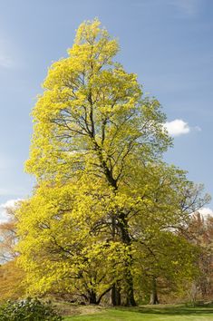 a large yellow tree in the middle of a grassy area with lots of trees around it