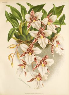 an illustration of white orchids with red and yellow stamens on the petals