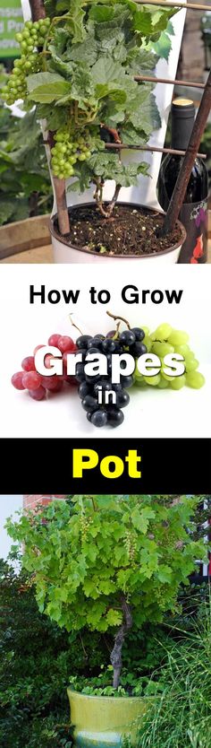 two pictures showing how to grow grapes in pots