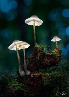 three mushrooms growing out of the mossy ground with blue lights in the backround