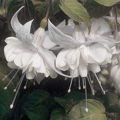 white flowers with green leaves in the background