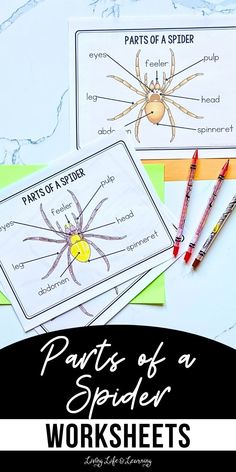 parts of a spider worksheet for kids to practice their language and writing skills