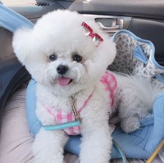 a small white dog wearing a pink and blue shirt sitting in the back seat of a car