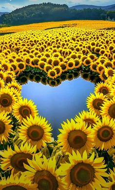 sunflowers are arranged in the shape of a heart on a field with blue sky and clouds